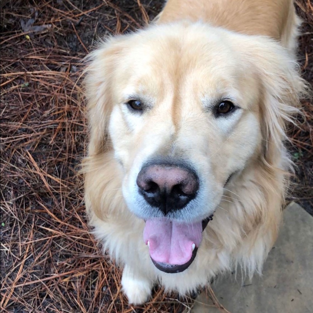 Meet your Posher, Sully